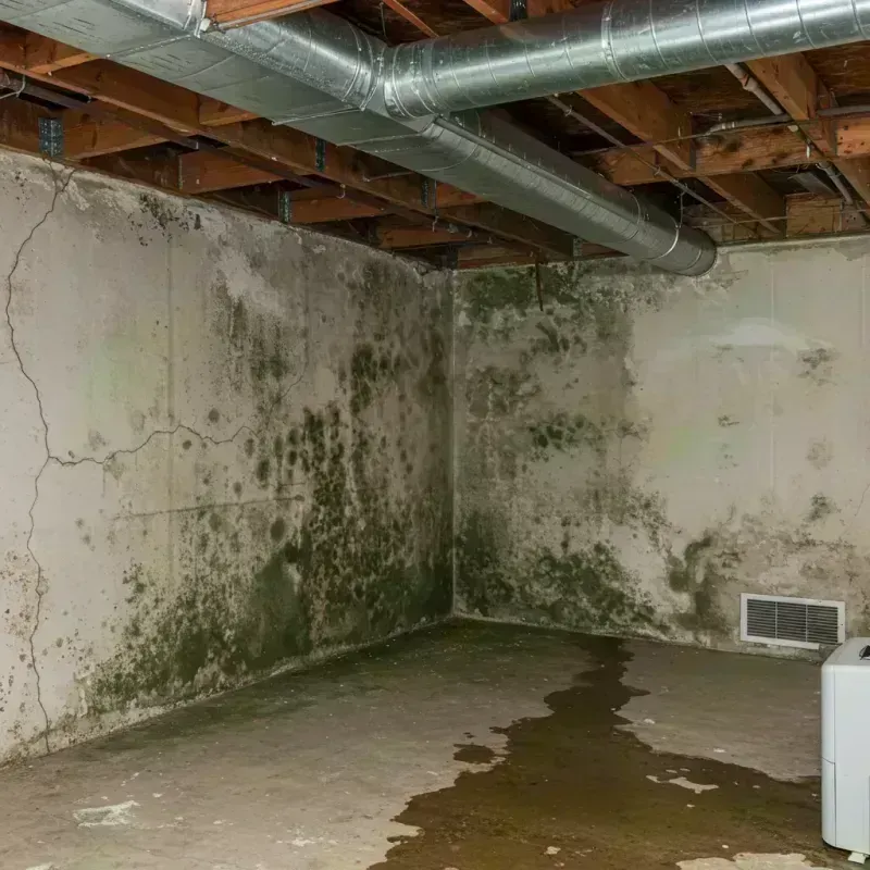 Professional Mold Removal in Wood-Ridge, NJ